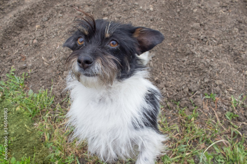  Black-white doggie looking camera against the background of the courtyard of the house