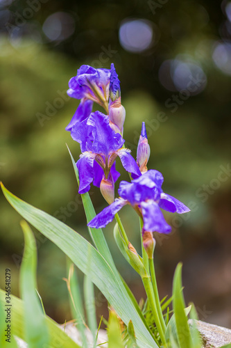 Fototapeta Naklejka Na Ścianę i Meble -  Blooming Iris flower with spring flowers background