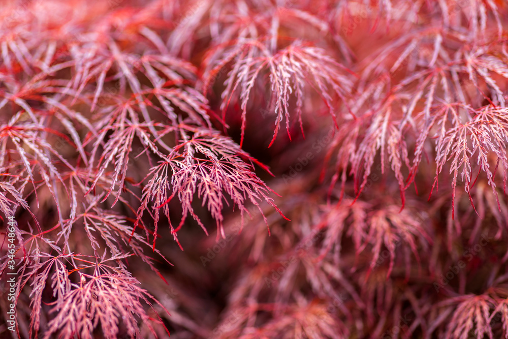 Red foliage of the weeping Laceleaf Japanese Maple tree (Acer palmatum) in garden Red foliage of the weeping Laceleaf Japanese Maple tree (Acer palmatum) in garden