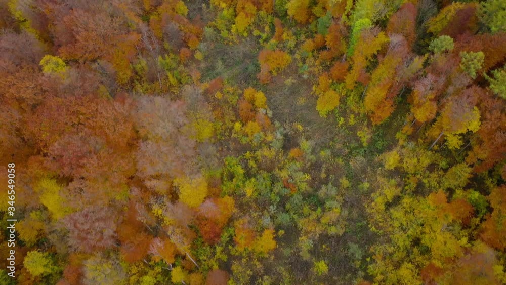 View from the height on a bright autumn forest as a background View from the height on a bright autumn forest as a background