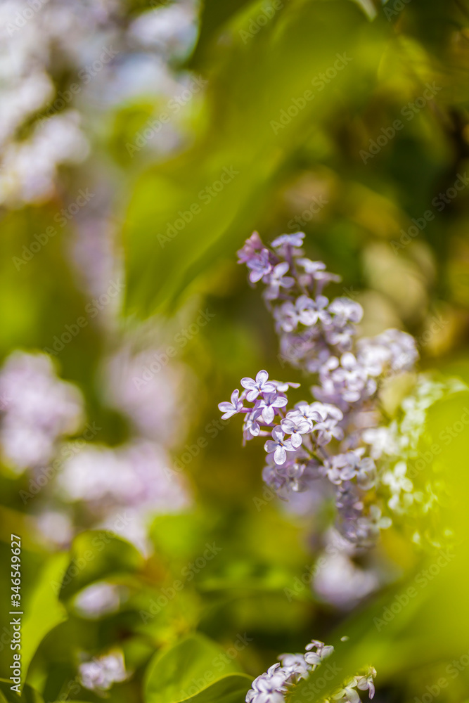 Syringa vulgaris (lilac or common lilac) is a species of flowering plant in the olive family Oleaceae Syringa vulgaris (lilac or common lilac) is a species of flowering plant in the olive family Oleaceae