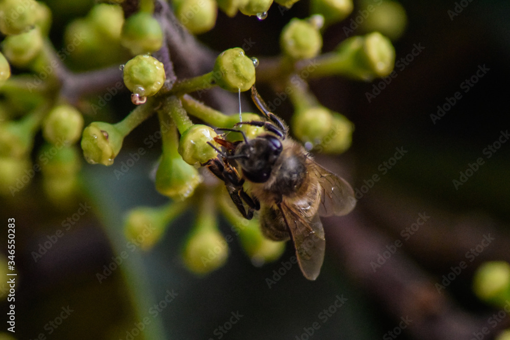 Polinización abeja y flor Polinización abeja y flor