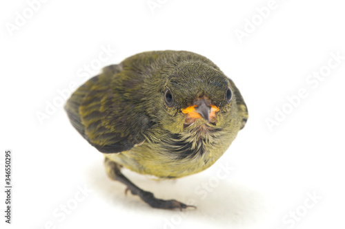 The scarlet-headed flowerpecker (Dicaeum trochileum) is a species of bird in the family Dicaeidae. It is endemic to Indonesia. isolated on white background
 photo