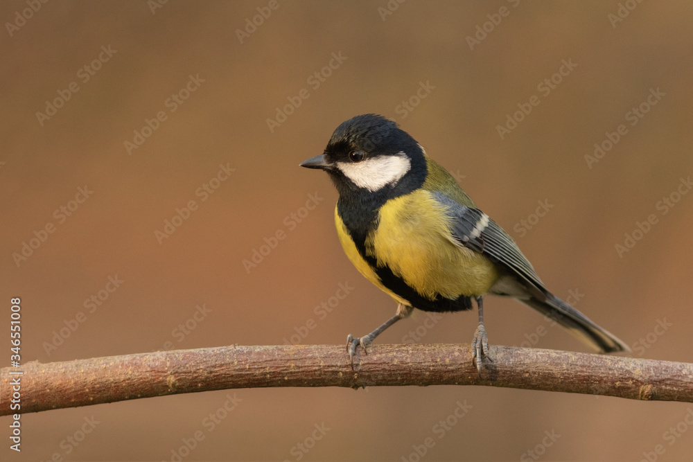 Fototapeta premium Sikora bogatka (Parus major)