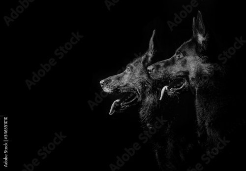 German shepherd dogs black and grey portrait studio shot low key 