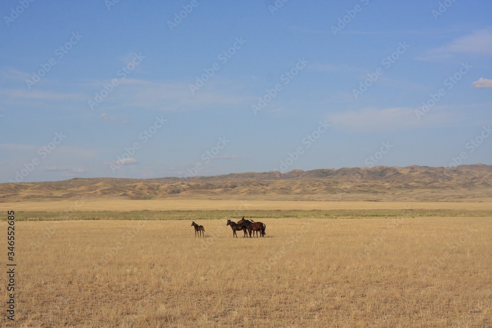 Wild horses in the steppe