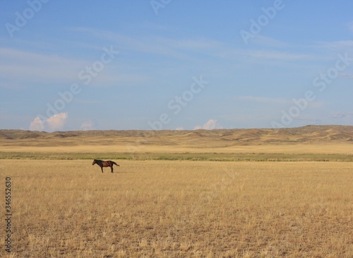 Wild horses in the steppe