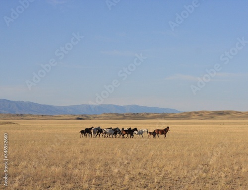 Wild horses in the steppe