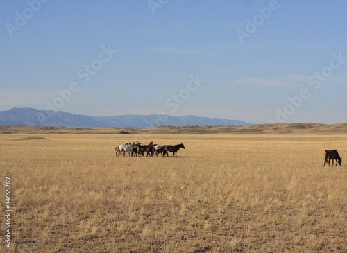 Wild horses in the steppe