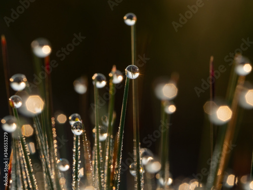 Morning dew on the grass. Halo effect, sunrise. Selective focus.