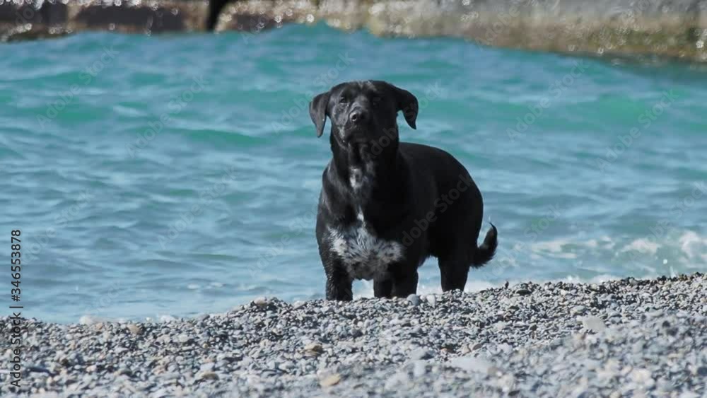 Black stray dog is playing with sea waves on desert rocky beach. Slow motion. Black stray dog is playing with sea waves on desert rocky beach. Slow motion.