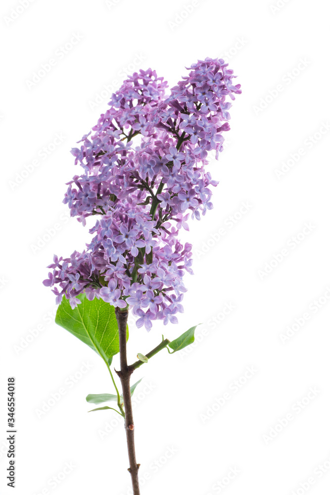 bouquet of beautiful spring flowers of lilac on white background bouquet of beautiful spring flowers of lilac on white background
