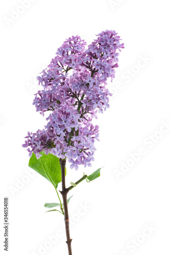 bouquet of beautiful spring flowers of lilac on white background