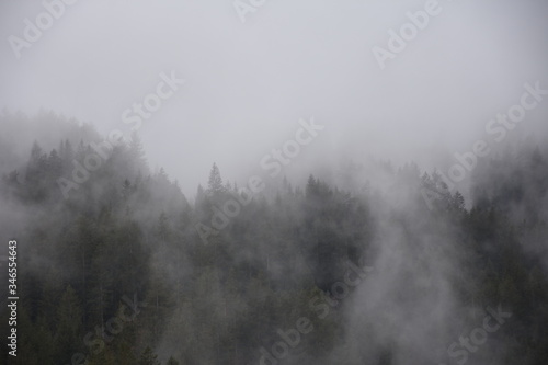 Nebbia sui boschi dopo la pioggia