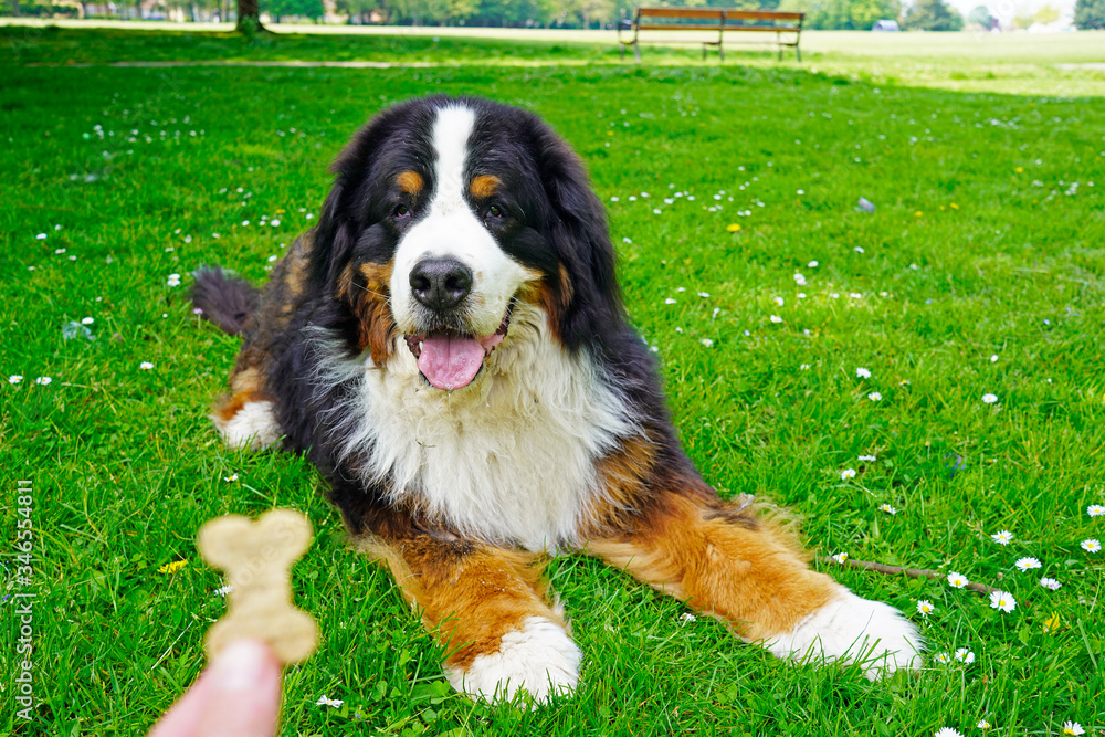 Obedience training in the dog park for a Bernese Mountain Dog Obedience training in the dog park for a Bernese Mountain Dog