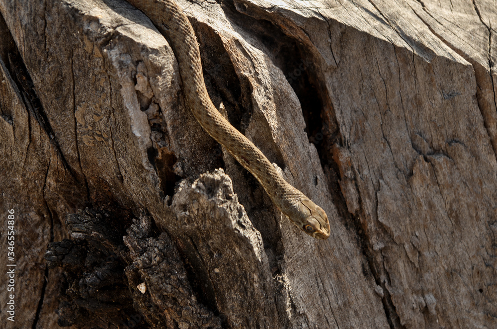 Wild snake Malpolon Monspessulanus Wild snake Malpolon Monspessulanus