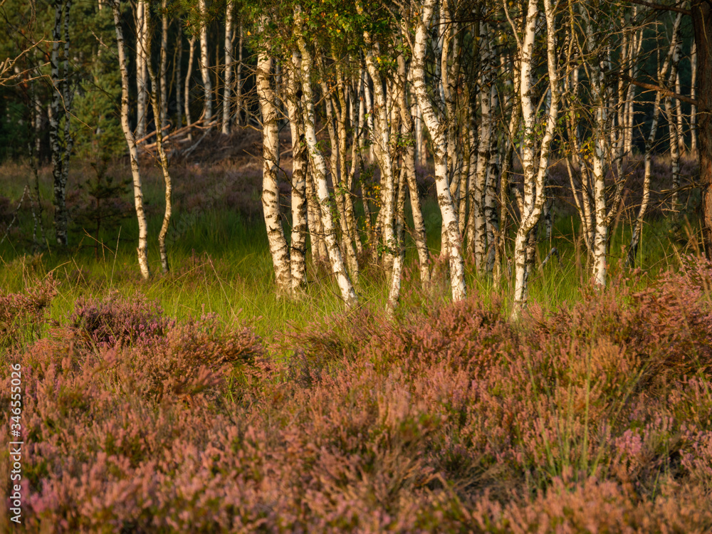 Early morning on the heathland. Amazing violet color of heather flower. Forest in the background. Selective focus.