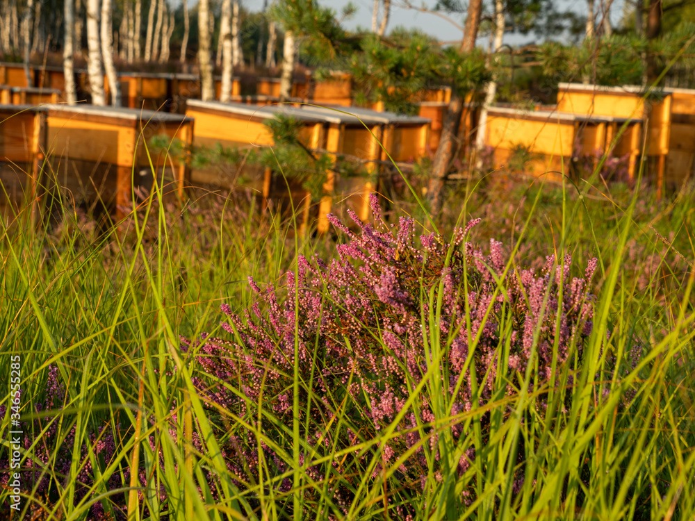 Heather flowers between grass. Beehives in the background. Selective focus.