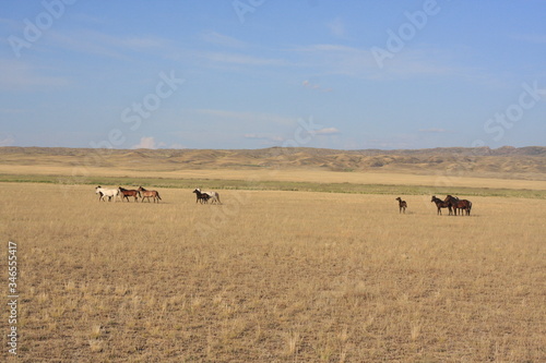 Wild horses in the steppe © Oksana