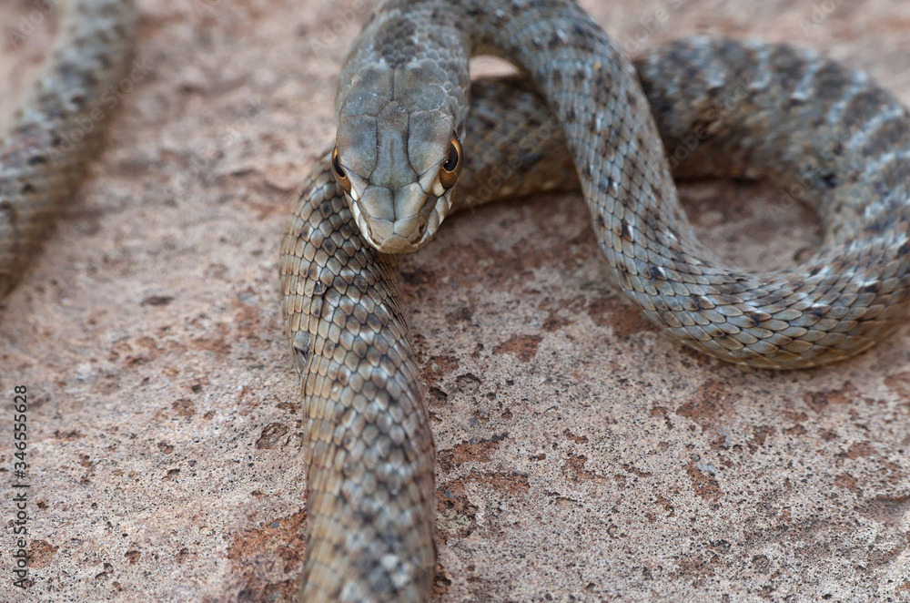 Obraz premium Wild snake Malpolon Monspessulanus