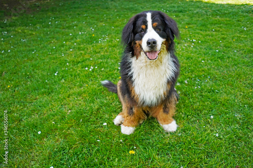 Bernese Mountain Dog sitting on the green grass, mouth open. 