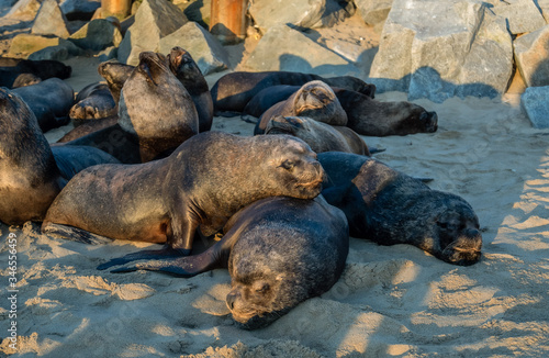 Group of sea wolves on the beach