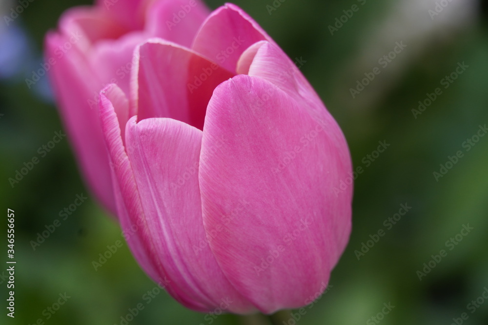 Fototapeta premium Pink tulip flower in spring 