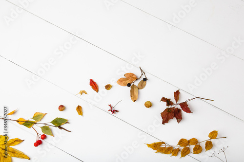 autumn leaves on white wooden background. School and autumn background. Fall mock up. Leaf On A Wooden Surface. Autumn Composition from yellow and red Leaves around empty space. Copy space for text.