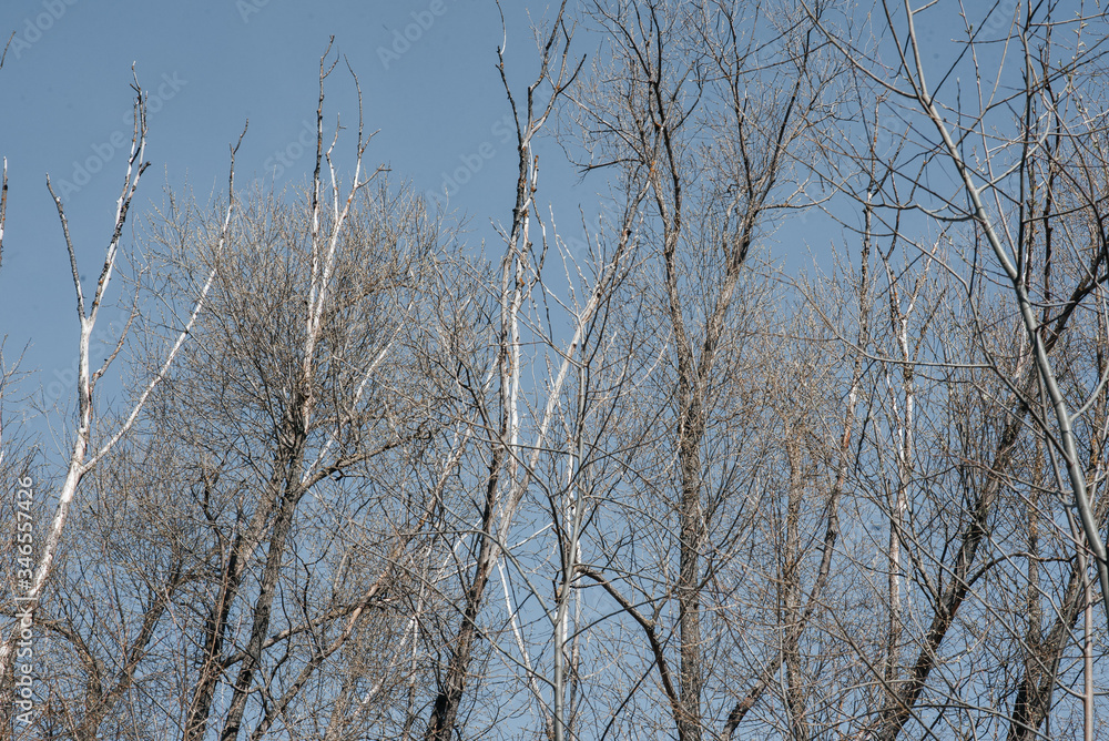 .tree branches on a background of blue clear sky .tree branches on a background of blue clear sky