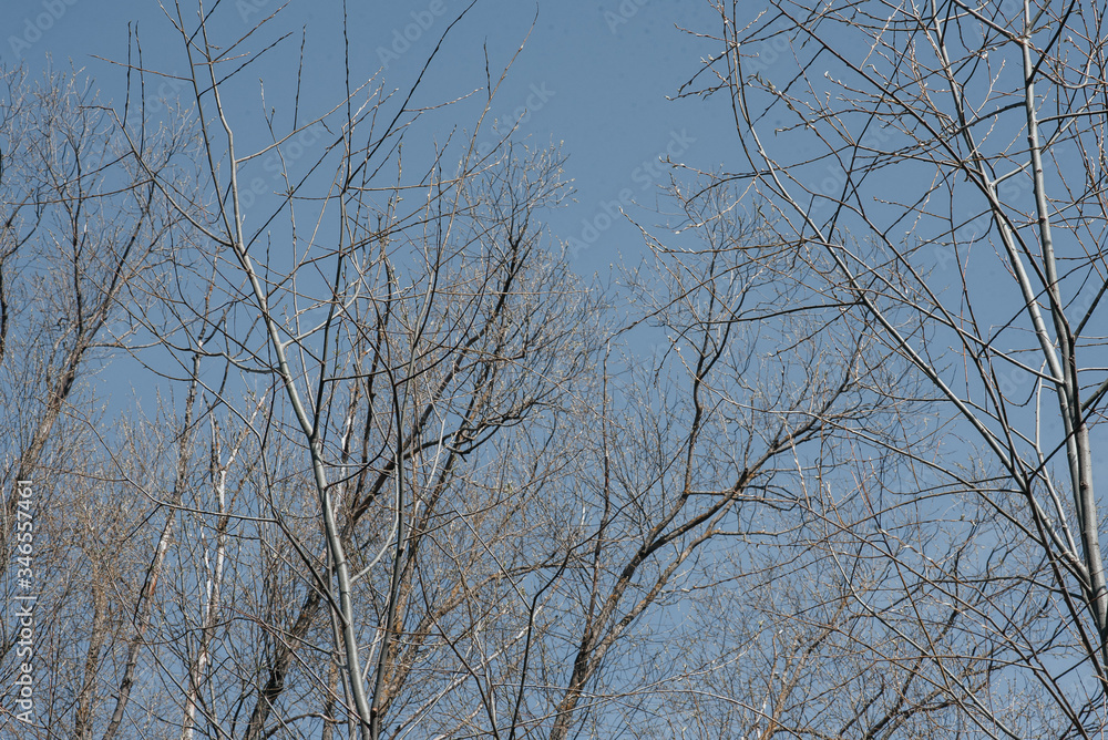 .tree branches on a background of blue clear sky .tree branches on a background of blue clear sky