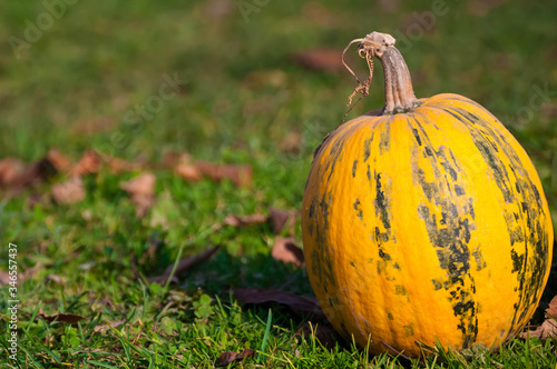Yellow-green striped pumpkin on the green grass. Yellow autumn leaves in the background. Horizontal photo with a bright pumpkin with place for text.