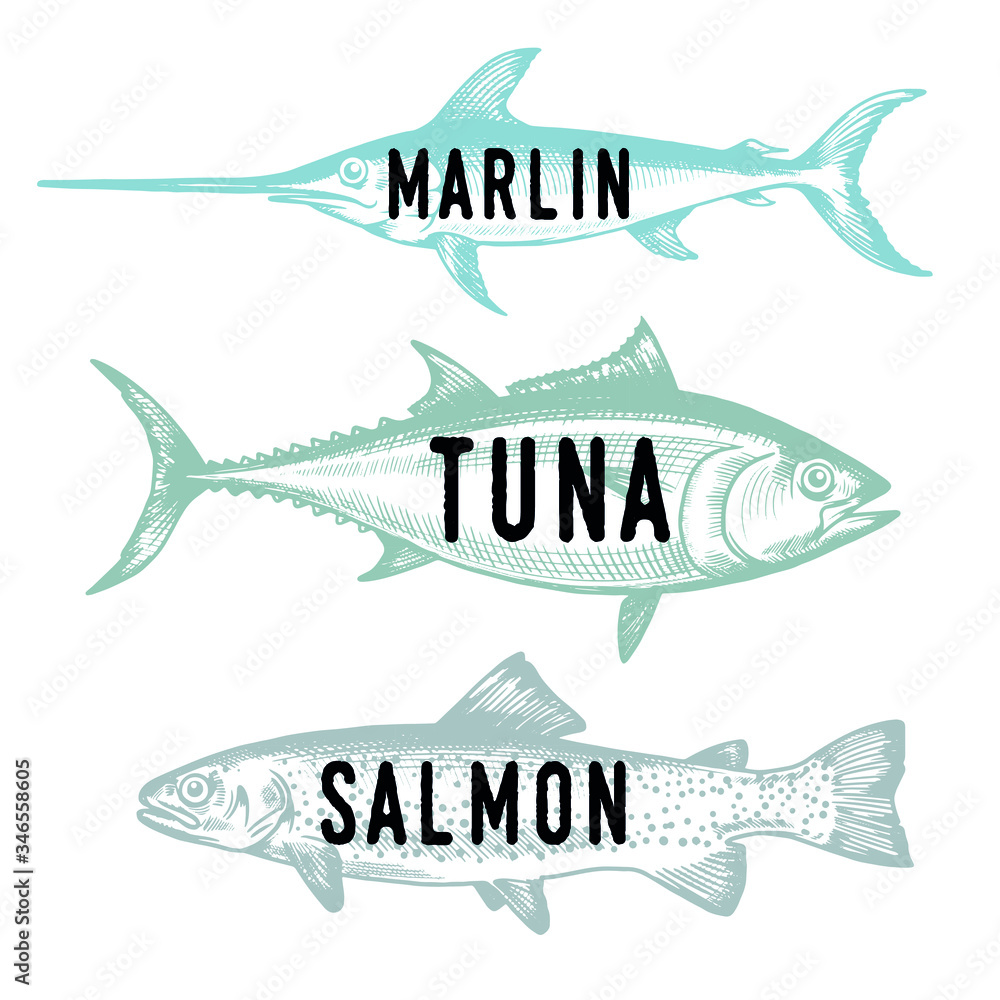 Obraz premium Hand drawn fish. Sketch salmon, tuna, marlin. Vector illustration