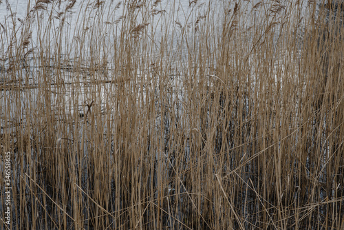 .reeds against the background of water and sky