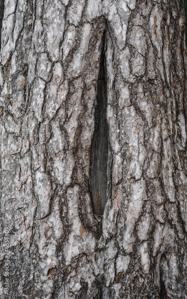 Obraz premium big pine bark close-up