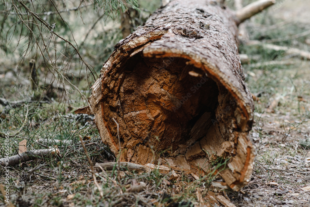 .fallen pine trunk inside view .fallen pine trunk inside view