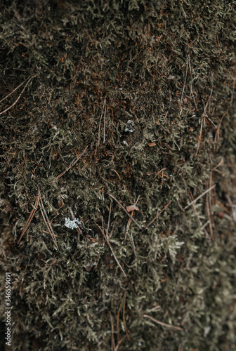 .moss on the ground in a pine forest