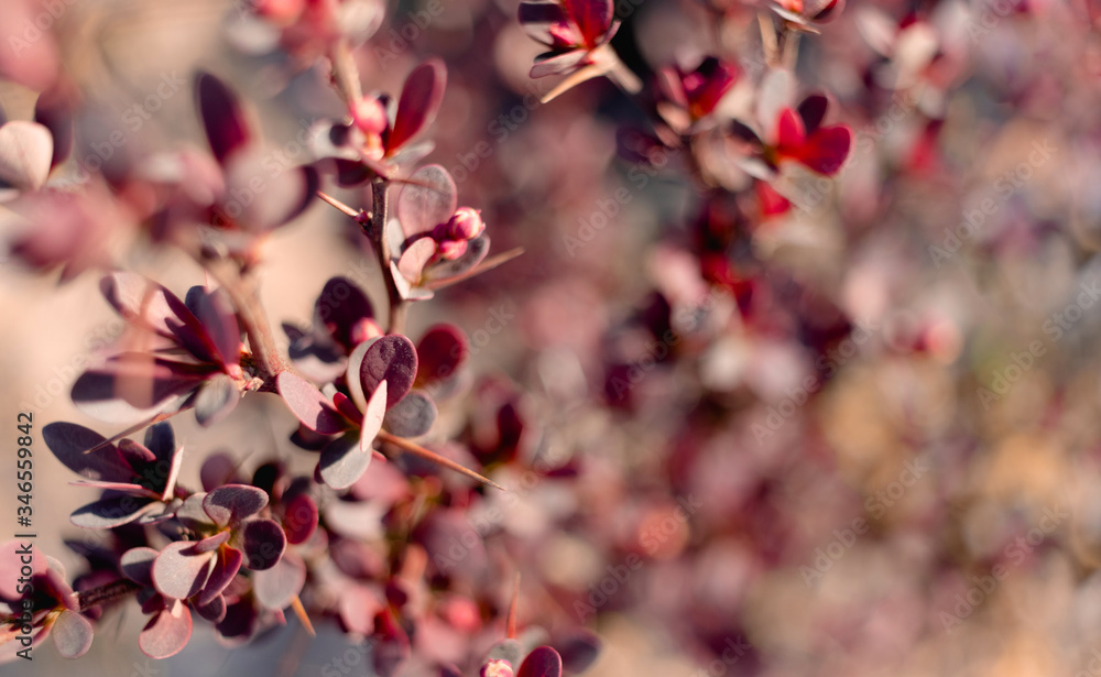 Purple Leaves On Bush Of Berberis Thunbergii, The Japanese Barberry, Thunbergs Barberry, Or Red Barberry Purple Leaves On Bush Of Berberis Thunbergii, The Japanese Barberry, Thunbergs Barberry, Or Red Barberry