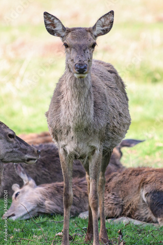 Deer at Bushy Park