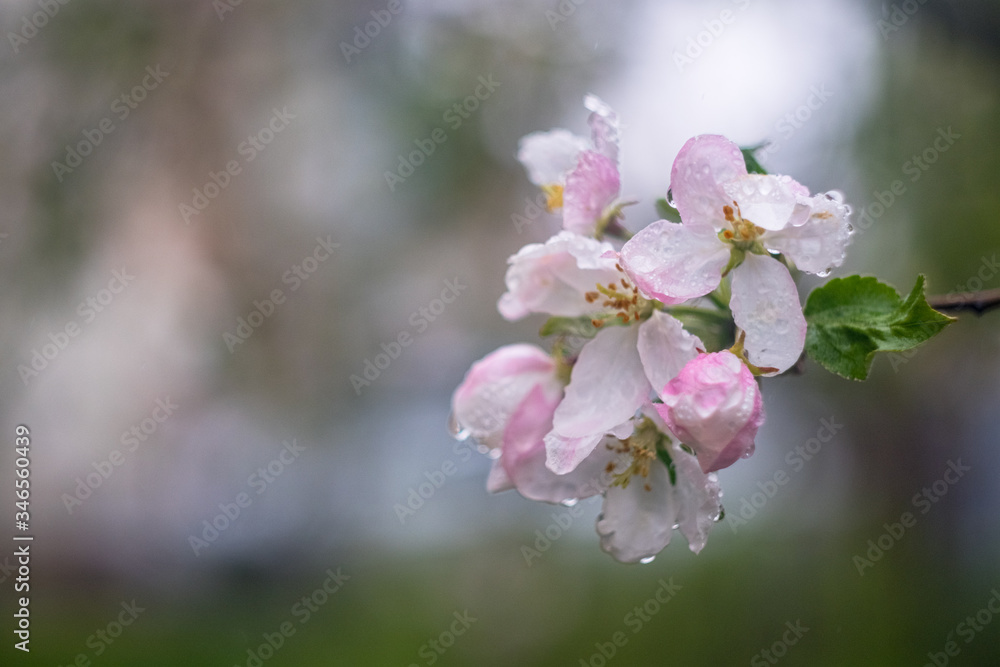 Obraz premium cherry blossom in spring
