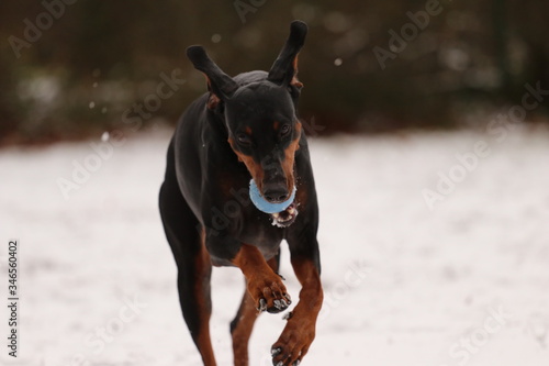 Dobermann im Schnee