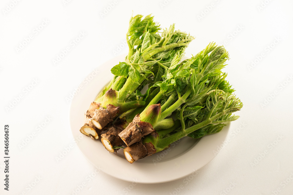 Japanese angelica tree shoot on white background Japanese angelica tree shoot on white background