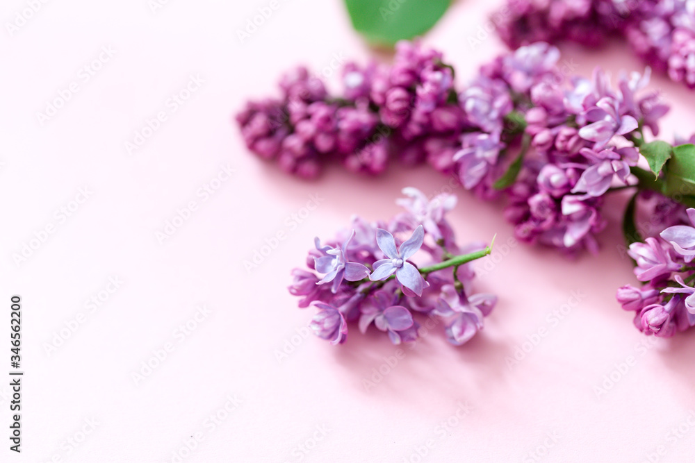 Spring flowers. Frame of twigs of blooming lilac on a pink background. top view. place for text Spring flowers. Frame of twigs of blooming lilac on a pink background. top view. place for text
