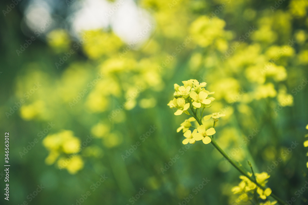 Blooming mustard plant on the field. Selective focus. Shallow depth of field. Blooming mustard plant on the field. Selective focus. Shallow depth of field.