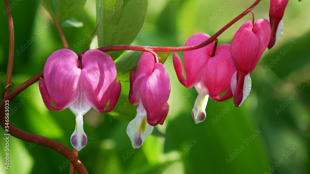 Flowering of the plant Dicentra formosa, which has another name - a bleeding or broken heart, on a blurred green background of garden plants. Flowering of the plant Dicentra formosa, which has another name - a bleeding or broken heart, on a blurred green background of garden plants.
