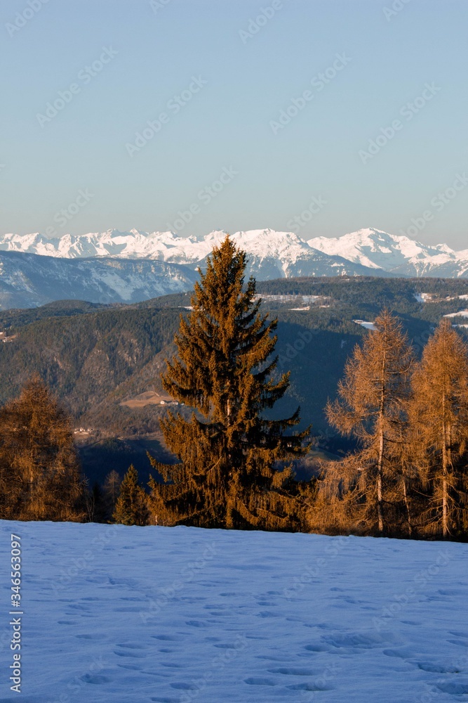 Árboles con montañas nevadas de fondo en el Norte de Italia Árboles con montañas nevadas de fondo en el Norte de Italia