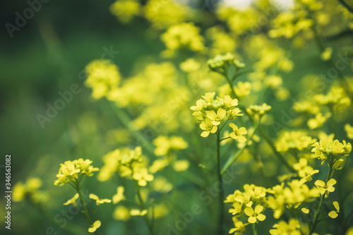 Blooming mustard plant on the field. Selective focus. Shallow depth of field.
