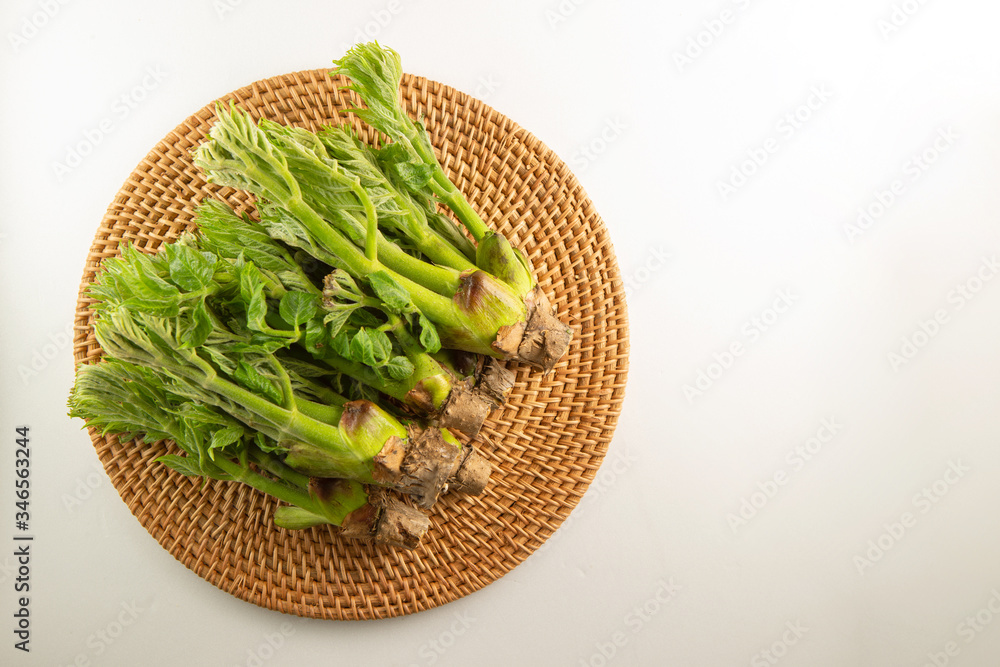 Japanese angelica tree shoot on white background Japanese angelica tree shoot on white background