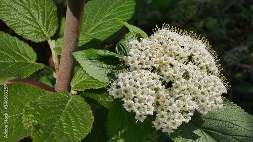 Фотография White inflorescence of on a branch of a plant called Viburnum lantana Aureum close-up