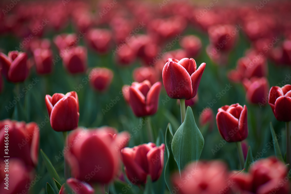 field of red tulips