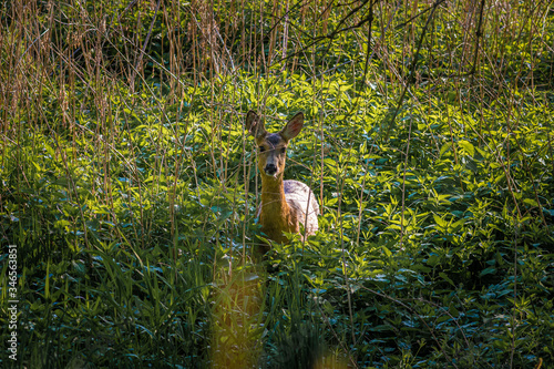 Fototapeta Naklejka Na Ścianę i Meble -  samica sarny schowana w zaroślach